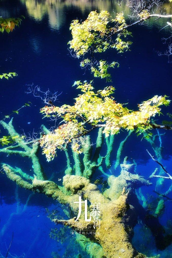 宠物绝育 是爱还是残忍游戏画面
